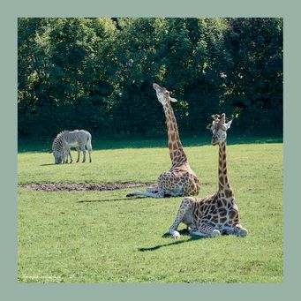 Giraffer og zebraer